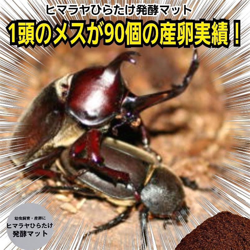 カブトムシの産卵に抜群！ヒマラヤひらたけ発酵マット【60L】雑虫がわきません！