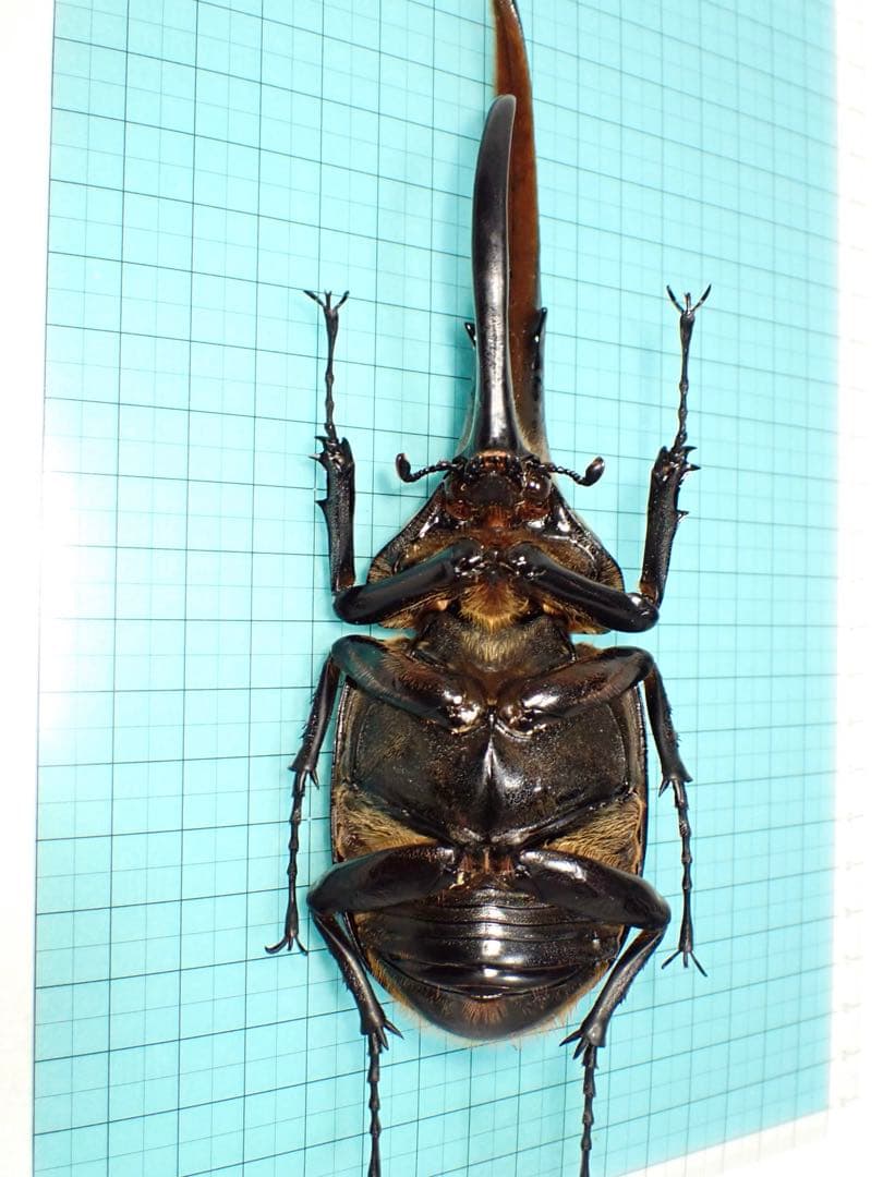 【標本】ヘラクレスオオカブト　原名亜種　グアドループ産　166.1ミリ　飼育品